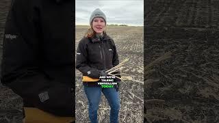 Managing verticillium stripe