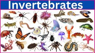 Invertebrates || 100 Incredible Invertebrates