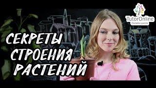 Биология | Строение растений. Просто и по делу!