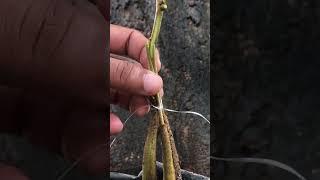 Multiple Durian Tree Grafting EP348