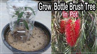 How To Grow Bottle Brush Tree from Cuttings -Best Technique | कैसे उगाये चील का पेड़ गमले में कलम से