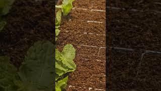 AI in Agriculture (Precision Agriculture) #aiinagriculture