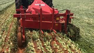 Grimme Onion Topper