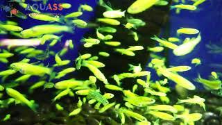 Aquass - Данио глофиш зеленый (Danio glofish electric green)