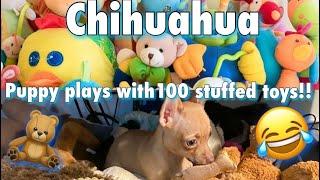 Chihuahua puppy playing with 100 Stuffed toys