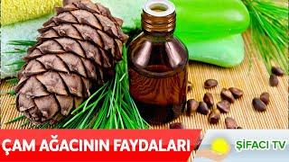 Çam Ağacının Faydaları Nelerdir? Çam ağacının bilinmeyen faydaları bu videoda!