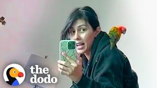 Tiny Bird Flies Barges Into Woman's Apartment And Makes Himself At Home | The Dodo