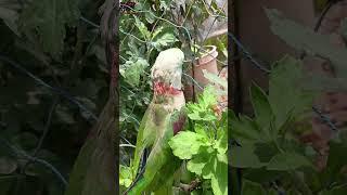 cute parrot  #parrot #funny #comedy #talkingparrot #greenparrot #talkingparot #cutebird #birds