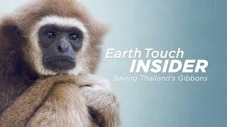 Victims of the trade: Gibbon rescue in Thailand