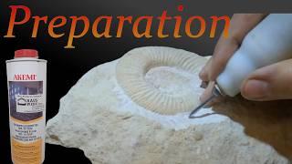 Ammonite Progeronia limestone jurassic fossil preparation