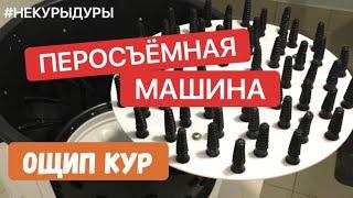 Как быстро и легко ощипать курицу в домашних условиях.