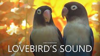 Lovebirds Sounds: A Pair of Black & Blue - Agapornis Personatus