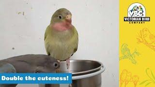 Princess Parrots | Victorian Bird Co