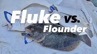 Fluke VS. Flounder - What's The Difference?