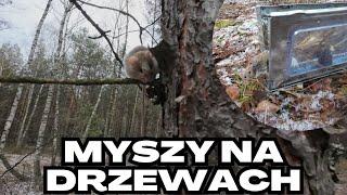 Wypuszczenie myszy z kurnika