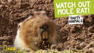 Watch Out, Mole Rat! feat. Parry Gripp (Music Video) | Party Animals