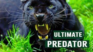 The Deadly Tactics Of Africa's Ultimate Predators | Apex Predators