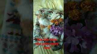 Our Cat Sitie she pass away Today!!