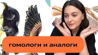 Гомологи и аналоги за 3 минуты