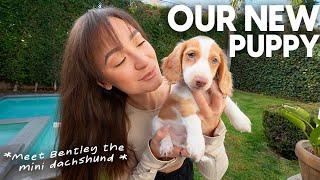 WE GOT A MINI DACHSHUND PUPPY!!! Vlogmas Day 11