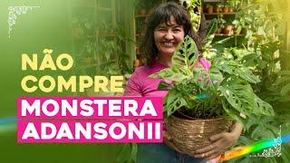 NÃO COMPRE MONSTERA ADANSONII sem antes assistir esse vídeo!