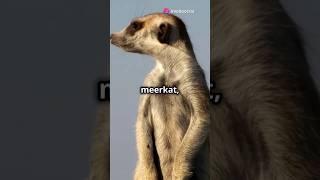 Meerkat Animal in desert #naturelovers #facts #amazonwildlife #animaldocumentary