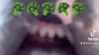 (Official)  BROCCOLI  TIKTOK DOG | MisterMainer | Viral TikTok Pets