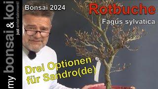 Bonsai 2024-28 - Rotbuche - Fagus sylvatica - Drei Optionen für Sandro(de)