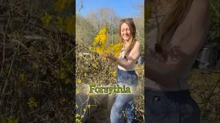 What’s your favourite edible flower?  #foraging #wildfood #permaculture