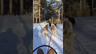 Dog Sledge in Siberia, Russia - พาไปขี่หมาลากเลื่อนที่รัสเซีย (-20 องศา)