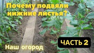 Почему завяла рассада помидор и перцев? Обзор посадок и огорода.