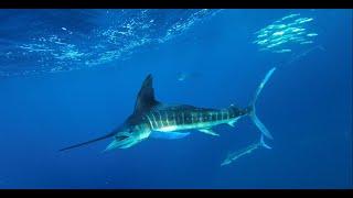 Magdalena Bay Fly fishing for Marlin, dorado, tuna, and roosterfish