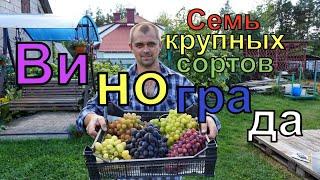 Виноград .Семь крупных сортов винограда для открытого грунта.