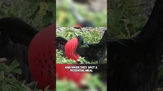 Exploring the Wonders of the Frigate Bird