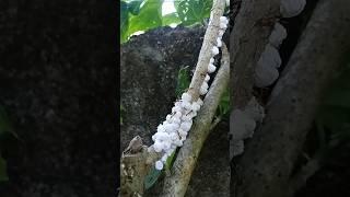 Colony#shortsfeed #nature #insects #viralshort #ants #antlover #shorts #langgam #amazing #satisfying