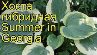 Хоста гибридная Саммер ин Джорджия. Краткий обзор, описание hosta hybrida Summer in Georgia