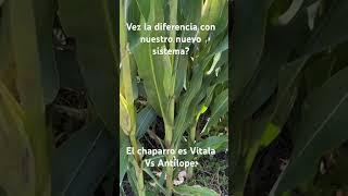 Sistema Vitala Vs Hibrido convencional. Vez la diferencia? #asgrow #maiz #corn #innovation #new