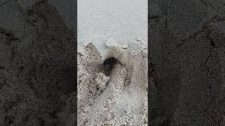 I really like Nesari #fruit #beach #food #sand