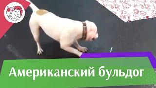 Американский бульдог   Описание породы на iLikePet