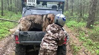 Путешествие с сыном по Шапшинским увалам, старыми дорогами и профилями.