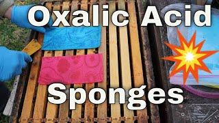 Making Randy Oliver's Oxalic Acid Sponges!!