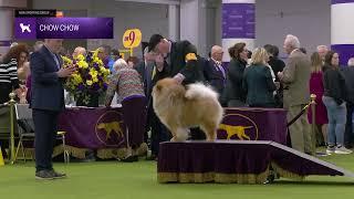 Chow Chows | Breed Judging 2025