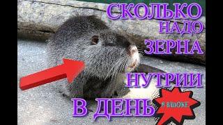 кормим нутрий кашей и  сеном!  сколько НУТРИЯ СЪЕСТ ЗА ДЕНЬ!