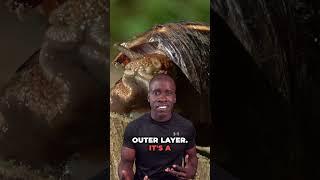 Can snails really regrow their shells? Truth or Trash Episode 131 #biology