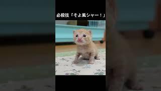 生まれて初めて威嚇する子猫【生後18日】　 #cat#子猫#shorts