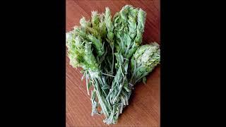 Greek Mountain Tea (Sideritis scardica) -  Antioxidant, Tannins, Iron, Cobalt, Zinc, Potassium