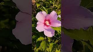 The best classical music and splendid flower #nature #relaxingmusic #classicalmusic #piano