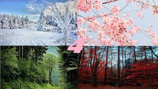 4 SEASONS | THE BEST CALMING MUSIC