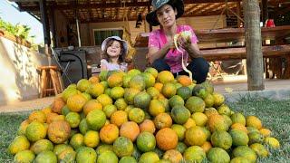 Colheita Dourada: A magia da Laranja Revelada nas terras da roça