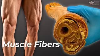 How Your Muscle Fibers Change With Exercise